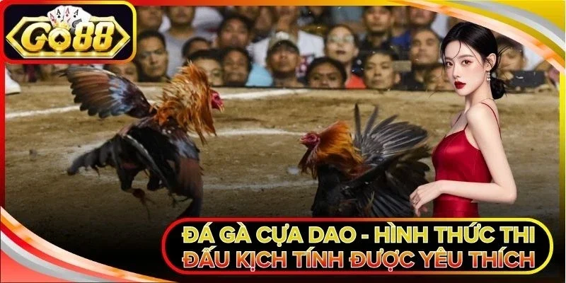 Đá gà cựa dao
