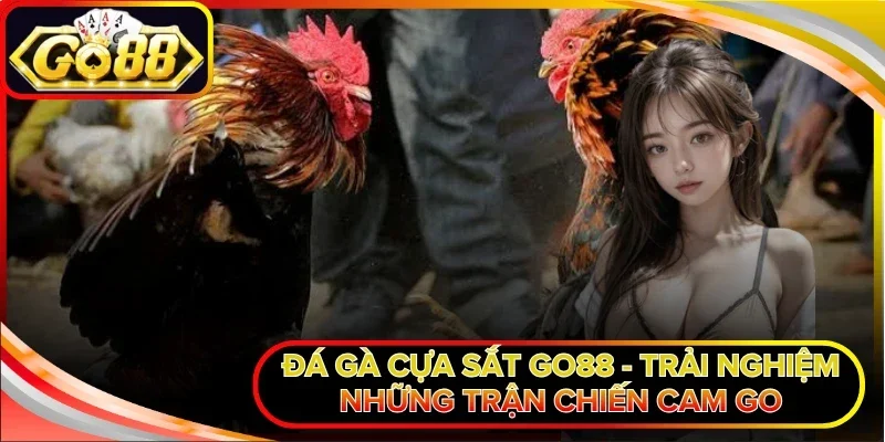 Đá gà cựa sắt